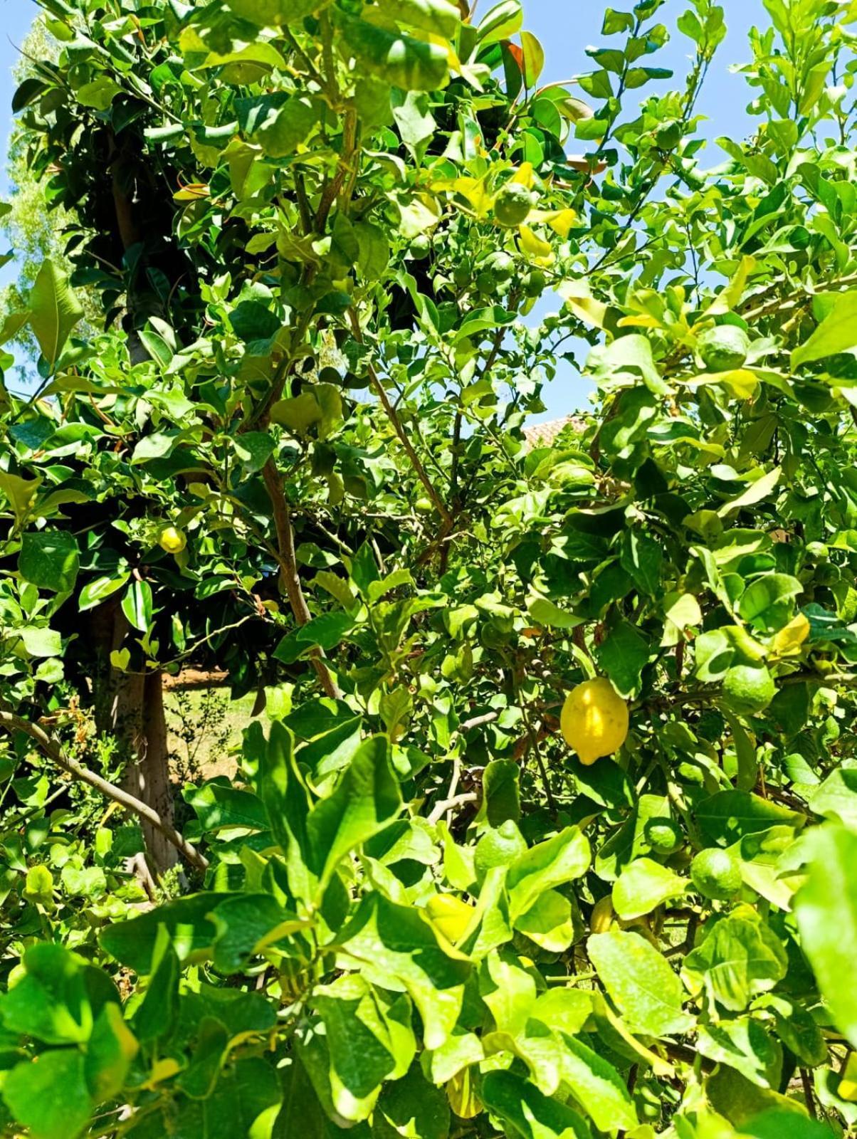 Garden House Mondello Palermo Villa Екстериор снимка